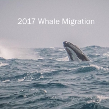 Thumbnail for Whales Migration